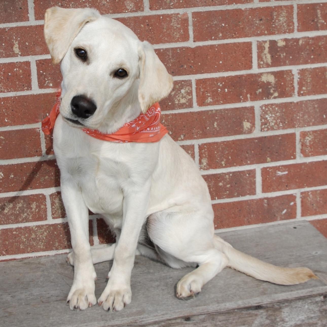 Summer, a ADOPTABLE mixed breed in Madisonville, TX image 3/4