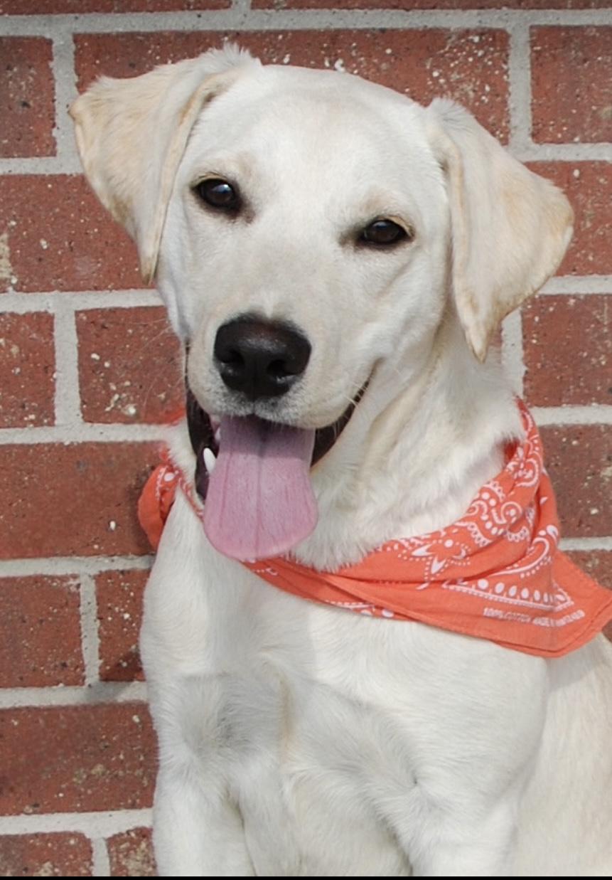 Summer, a ADOPTABLE mixed breed in Madisonville, TX image 4/4