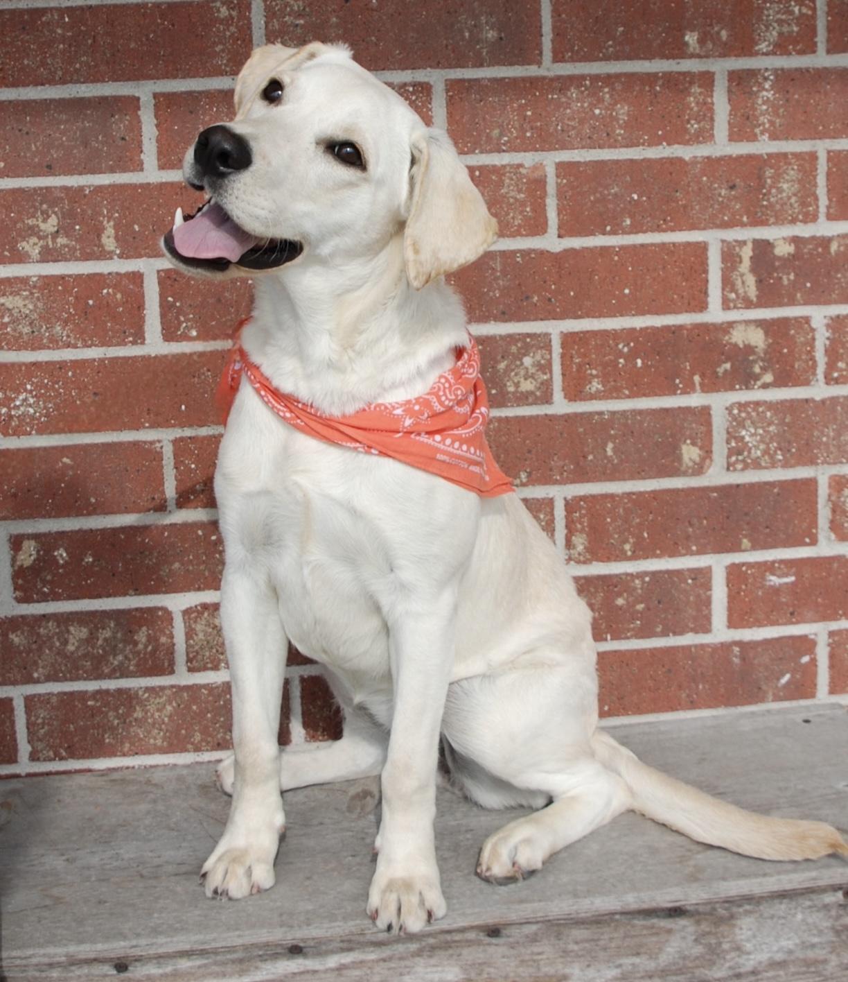 Summer, a ADOPTABLE mixed breed in Madisonville, TX image 2/4