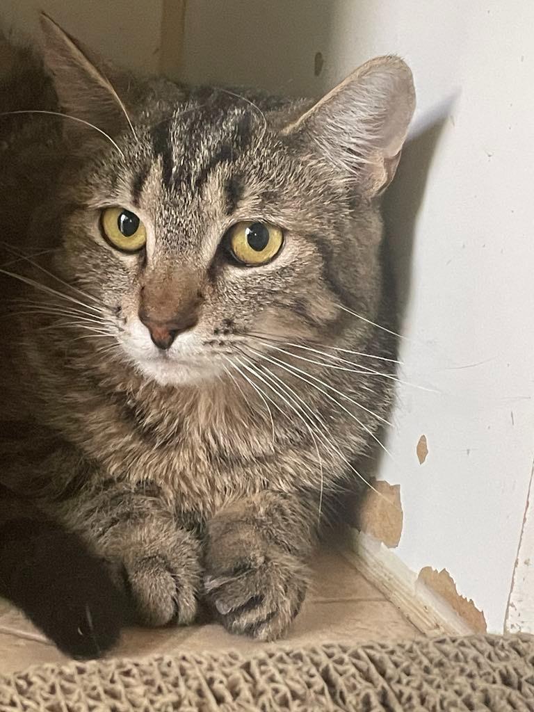 Enlarge Melon, a Adoptable mixed breed in Ogden, UT image 1/2