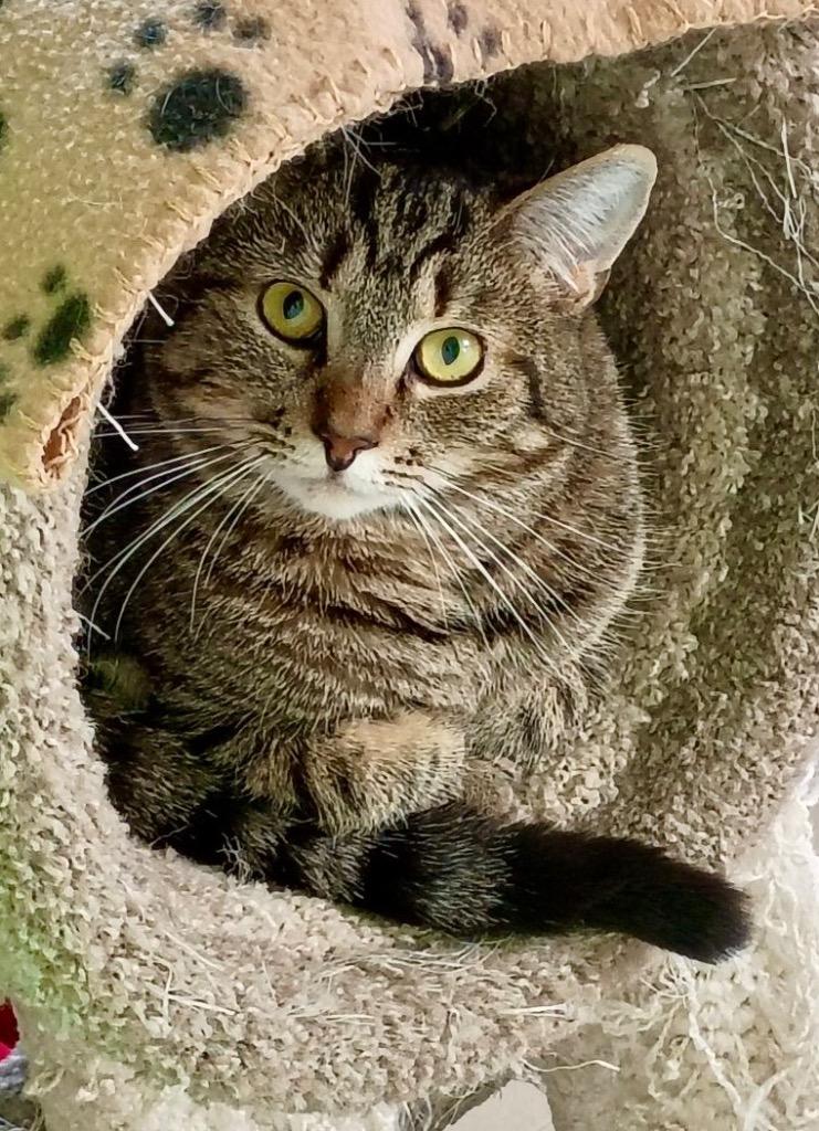 Enlarge Melon, a Adoptable mixed breed in Ogden, UT image 2/2