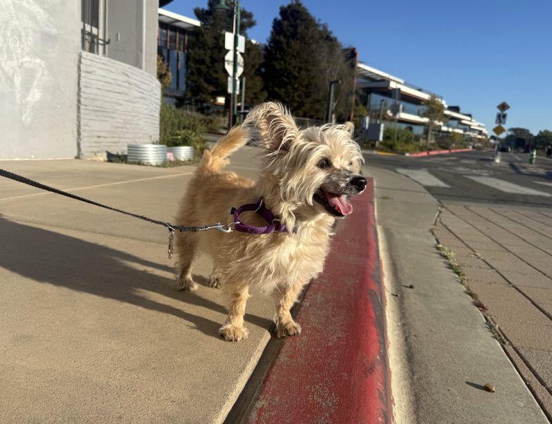 Enlarge Hachi, a Adopted Cairn Terrier in Berkeley, CA image 2/5