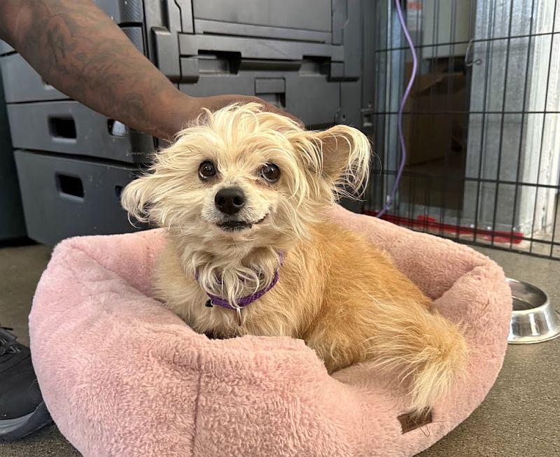 Enlarge Hachi, a Adopted Cairn Terrier in Berkeley, CA image 5/5