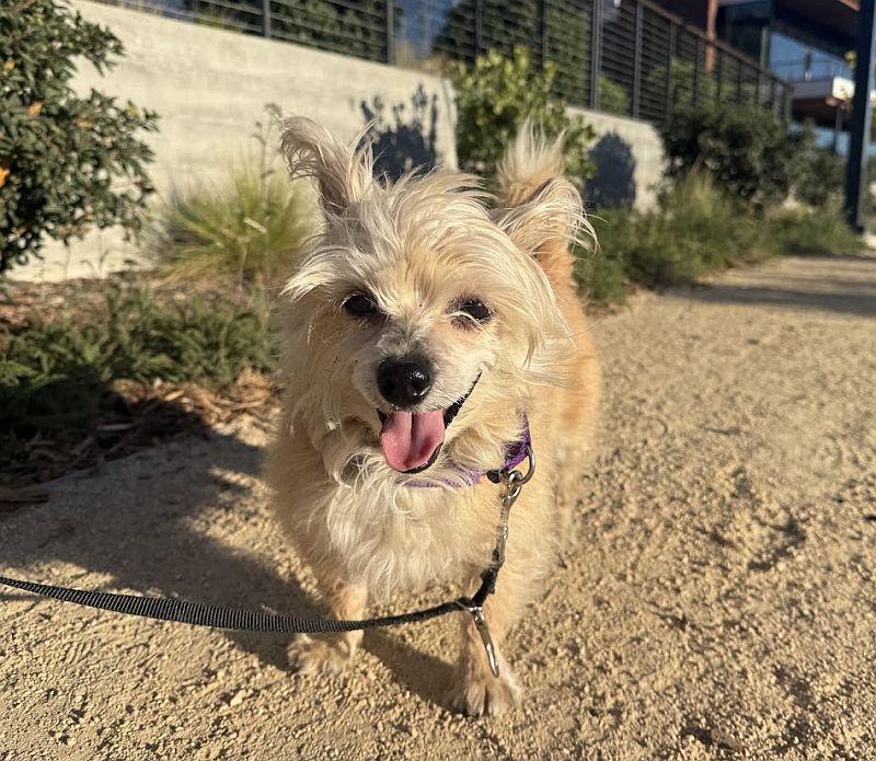 Hachi, Adopted, Adult Male Cairn Terrier.