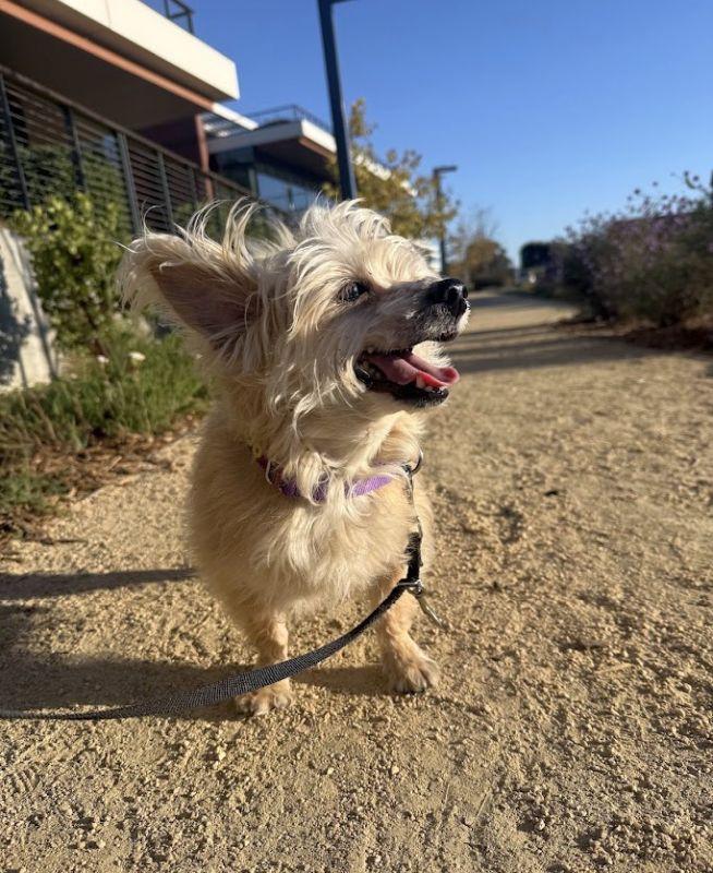Enlarge Hachi, a Adopted Cairn Terrier in Berkeley, CA image 4/5