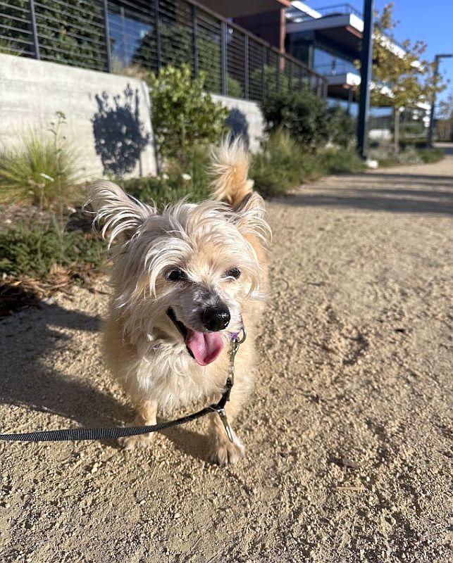 Enlarge Hachi, a Adopted Cairn Terrier in Berkeley, CA image 3/5