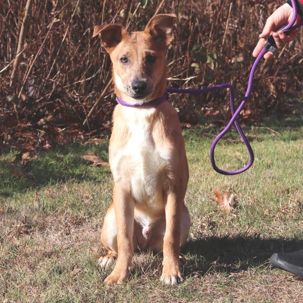 CT Payton, a Adoptable mixed breed in Eastford, CT image 2/6