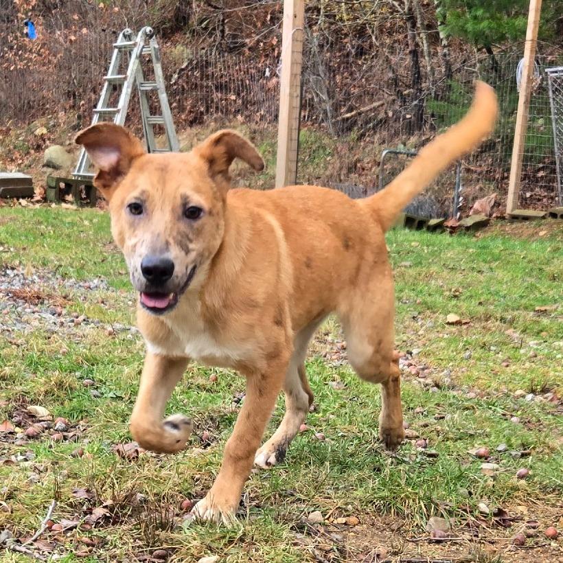 CT Payton, a Adoptable mixed breed in Eastford, CT image 3/6