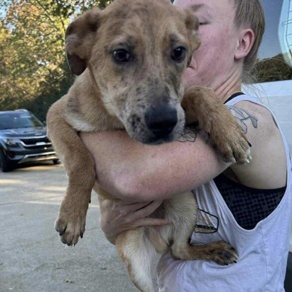 CT Payton, a Adoptable mixed breed in Eastford, CT image 5/6