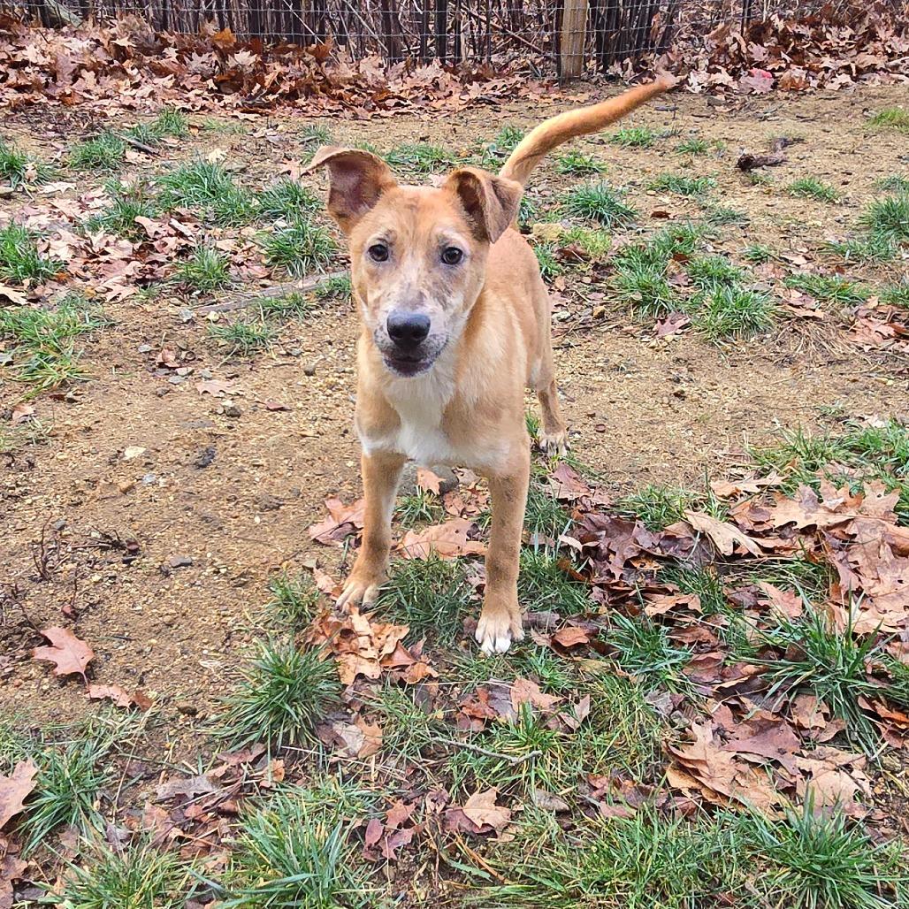 CT Payton, a Adoptable mixed breed in Eastford, CT image 6/6