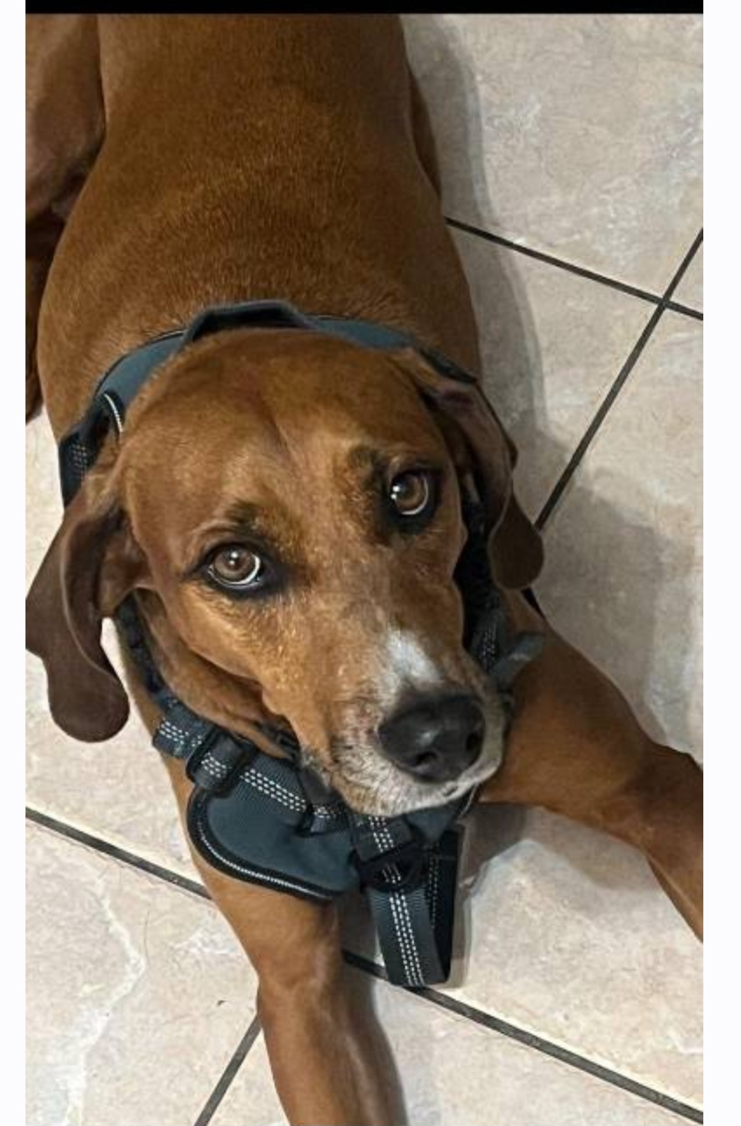 Valerie, a Adoptable Redbone Coonhound in coral gables, FL image 3/5