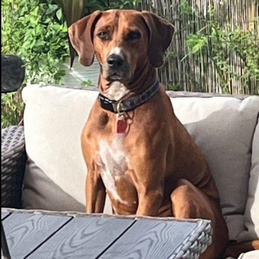 Valerie, a Adoptable Redbone Coonhound in coral gables, FL image 5/5