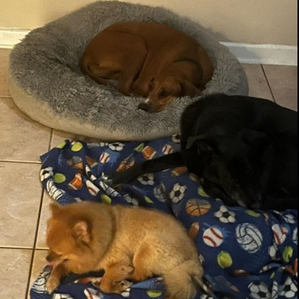 Valerie, a Adoptable Redbone Coonhound in coral gables, FL image 4/5