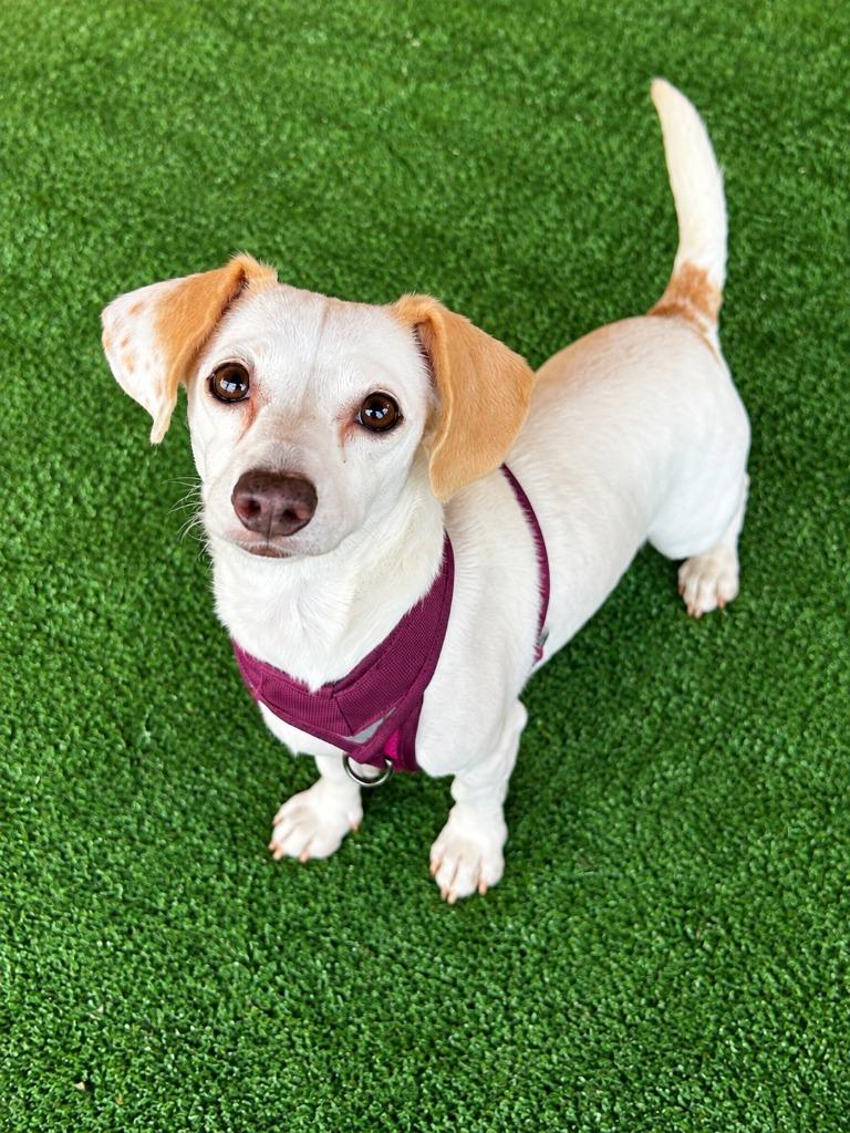 Sharde (Willow), Adoptable, Adult Female Mixed Breed.