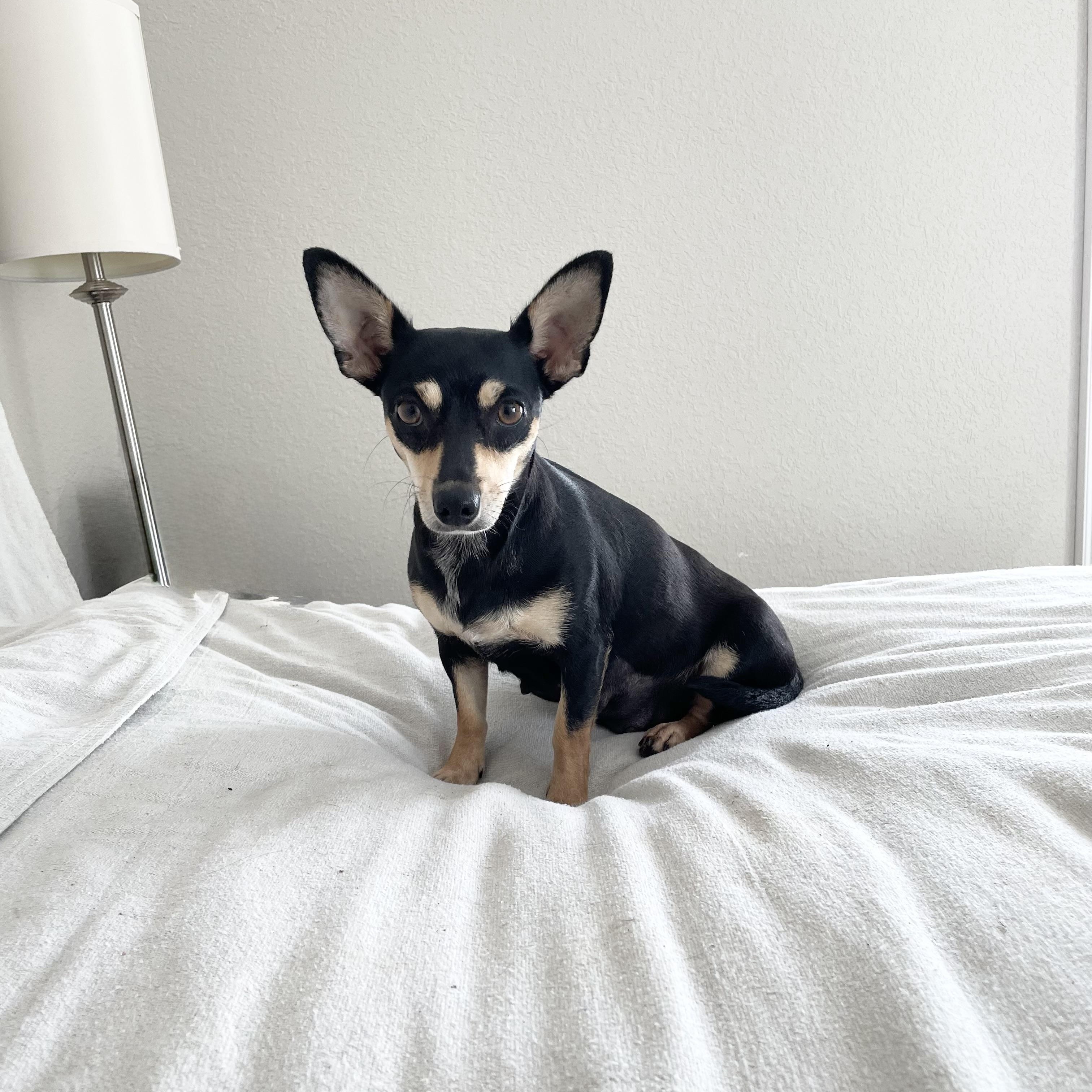 Darling Mochi, ADOPTABLE, Young Female Chiweenie & Chihuahua.