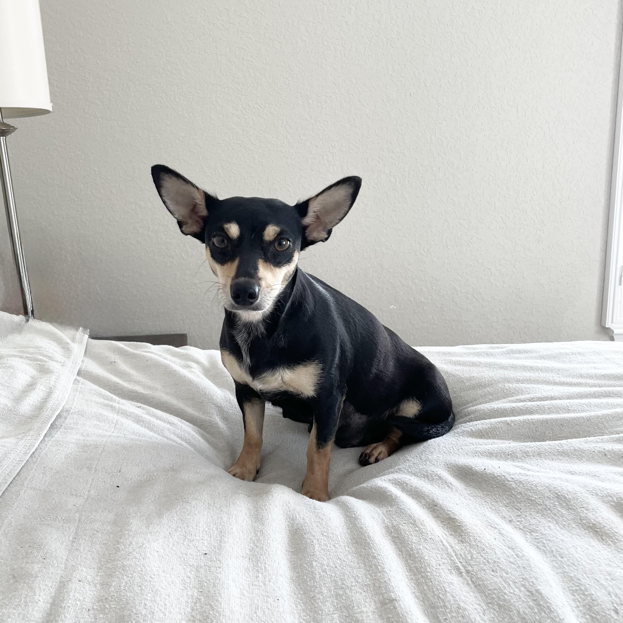 Enlarge Darling Mochi, a ADOPTABLE mixed breed in West Hartford , CT image 5/5