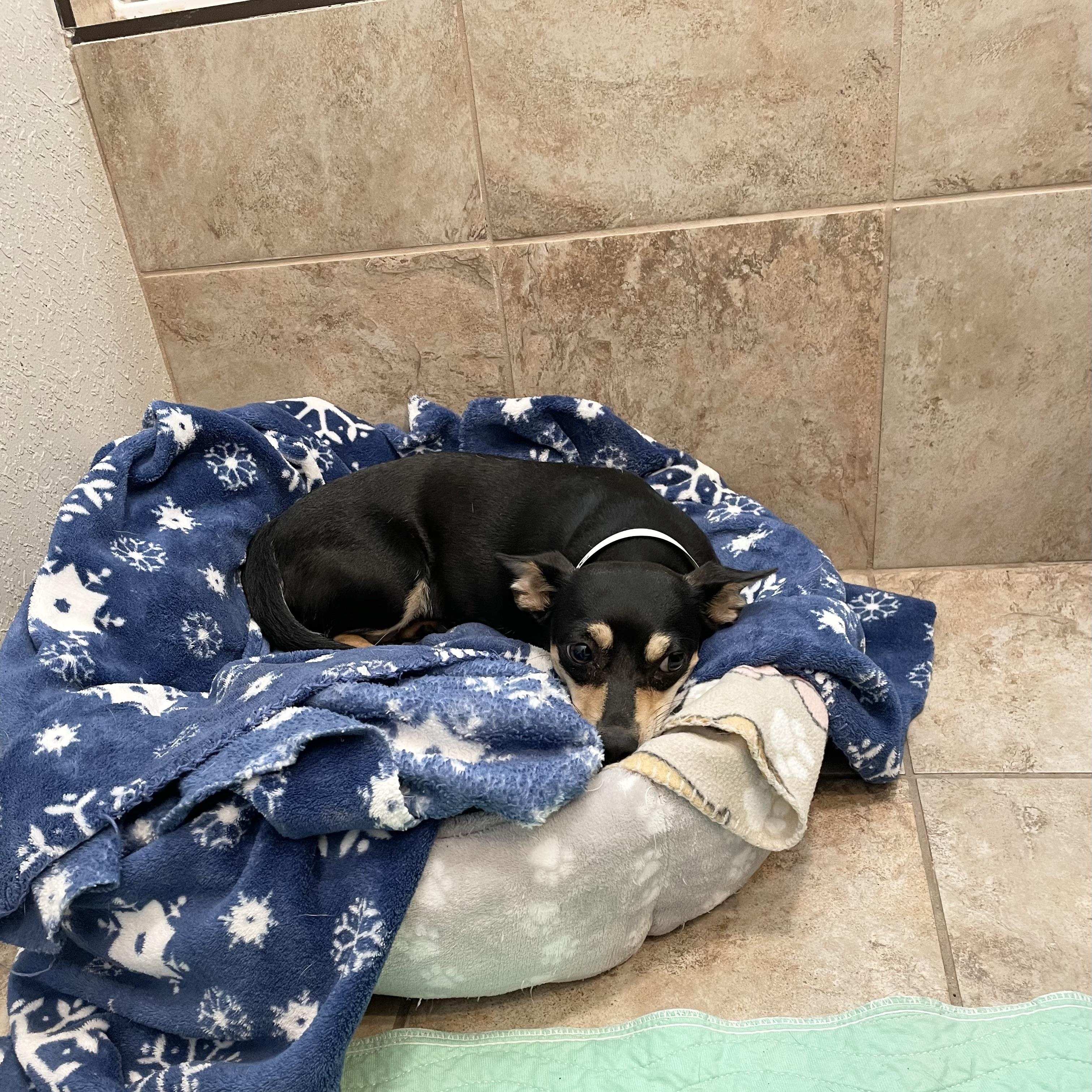 Enlarge Darling Mochi, a ADOPTABLE mixed breed in West Hartford , CT image 3/5