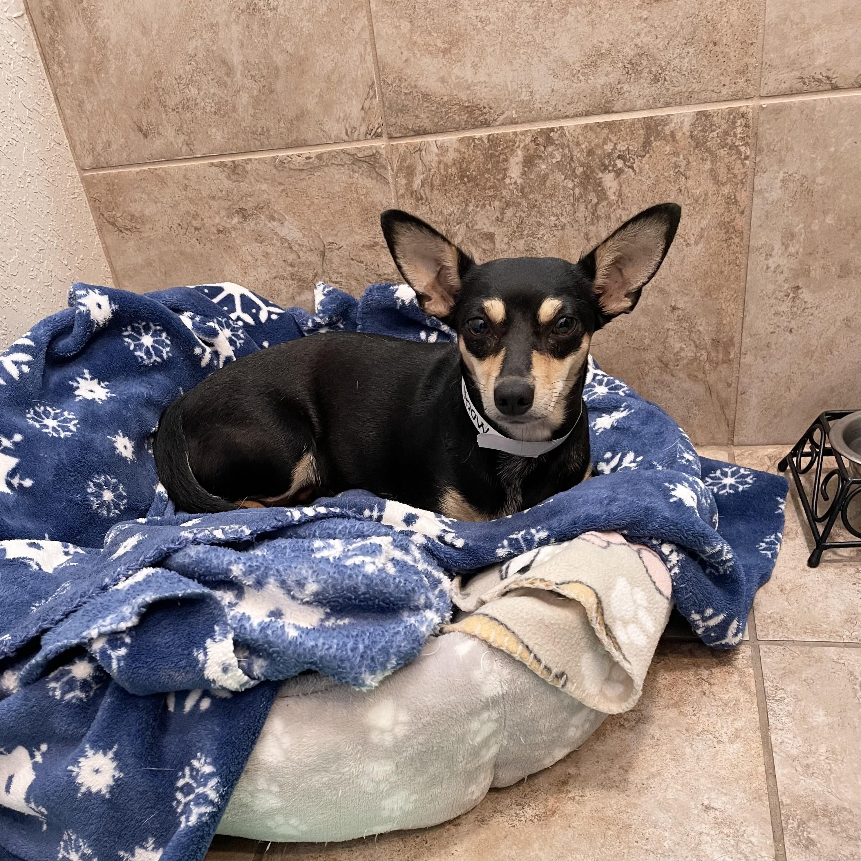 Enlarge Darling Mochi, a ADOPTABLE mixed breed in West Hartford , CT image 2/5