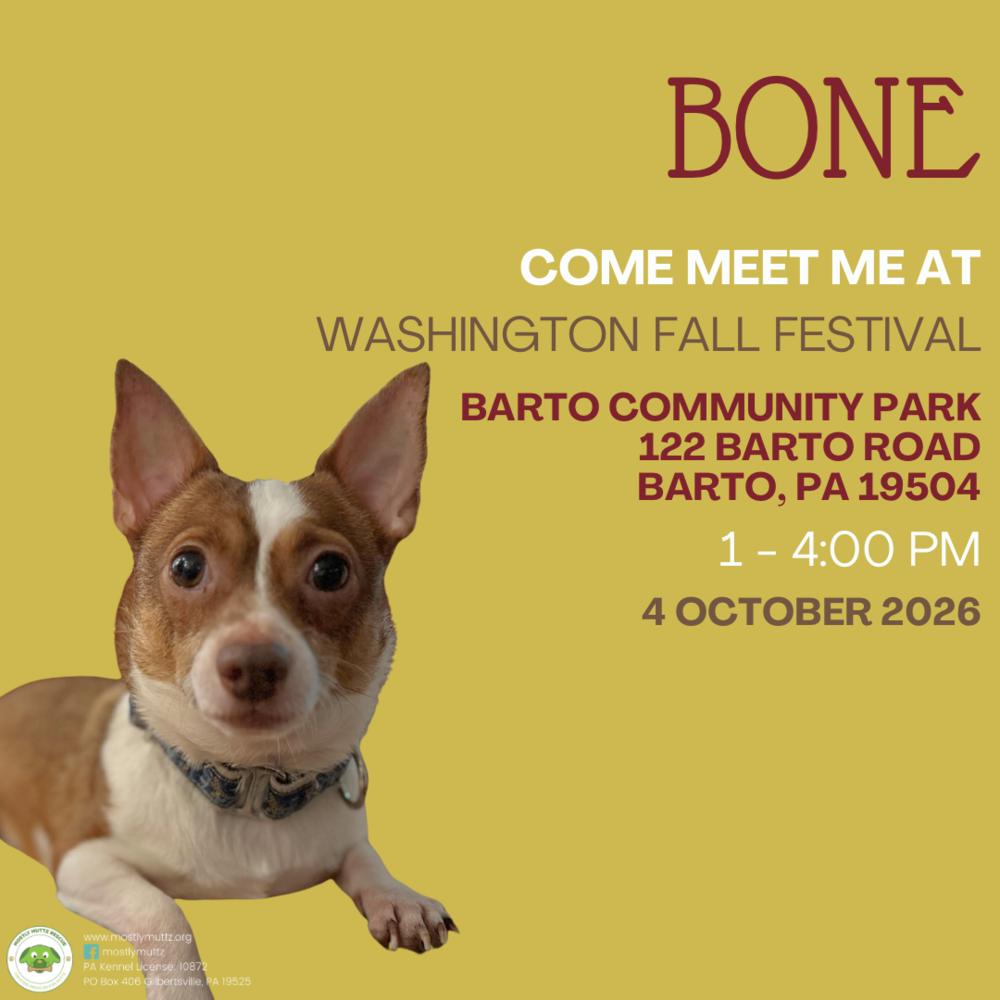 Enlarge Bone, a Adopted mixed breed in Pottstown, PA image 4/6