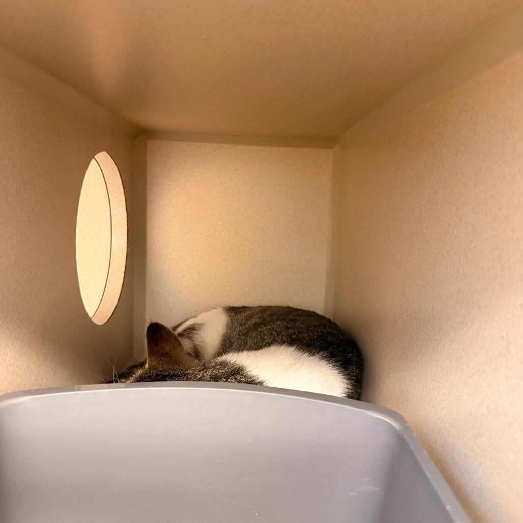 Jenny, Adoptable, Young Female Domestic Short Hair.