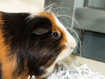 Enlarge Smores, a Adoptable mixed breed in Longmont, CO image 1/2