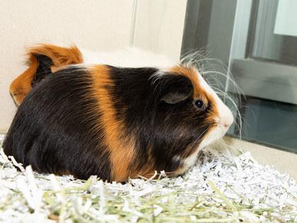 Enlarge Smores, a Adoptable mixed breed in Longmont, CO image 2/2