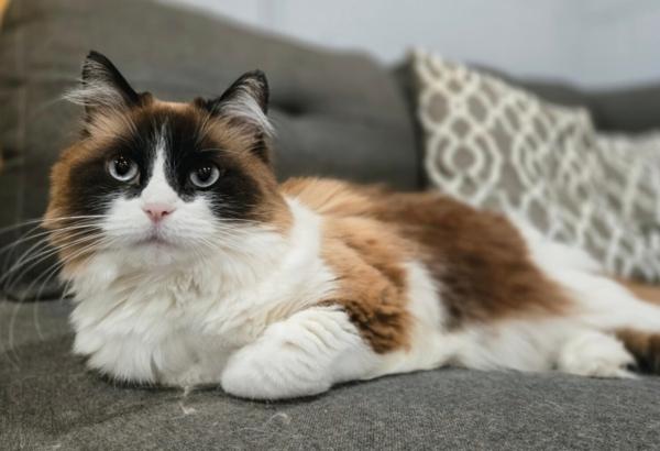 SKYE, adopted, Adult Female Ragdoll.