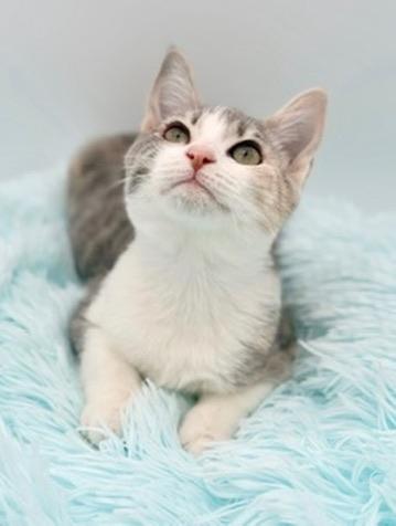 FASFA, adopted, Kitten Female Calico.