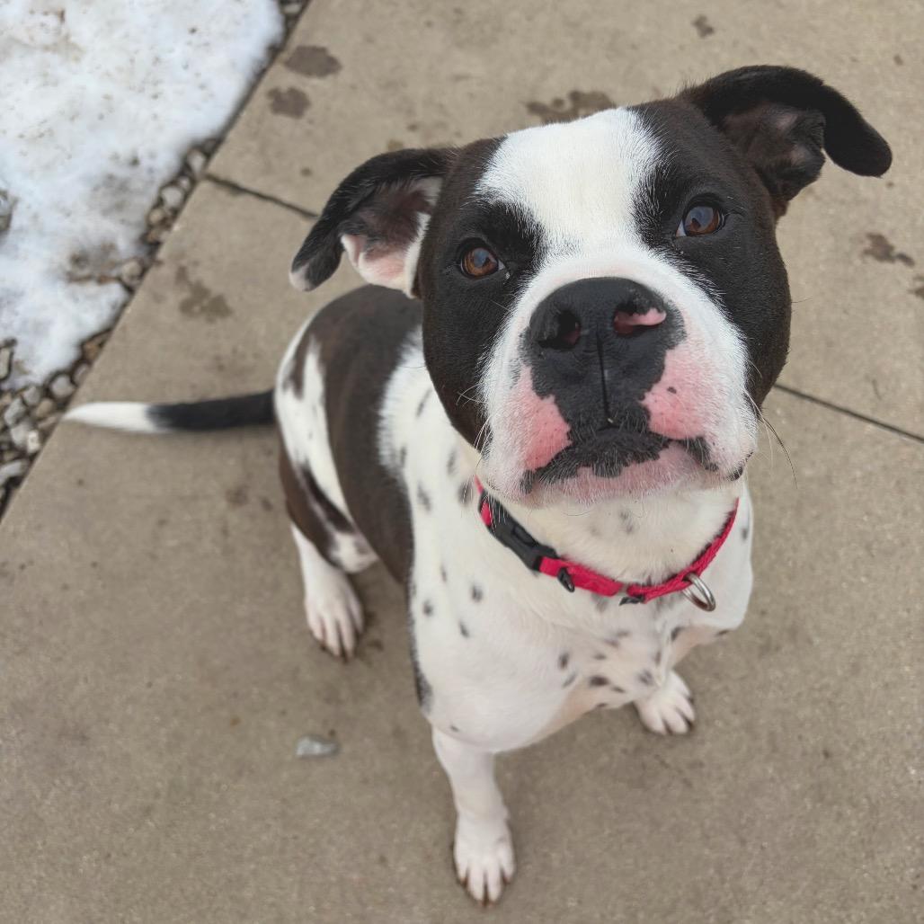 Pookiebutt, a Adoptable Mixed Breed in Edwardsville, IL image 4/6