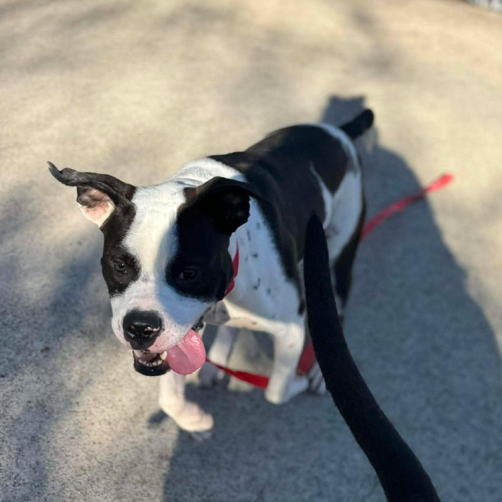 Pookiebutt, a Adoptable Mixed Breed in Edwardsville, IL image 6/6