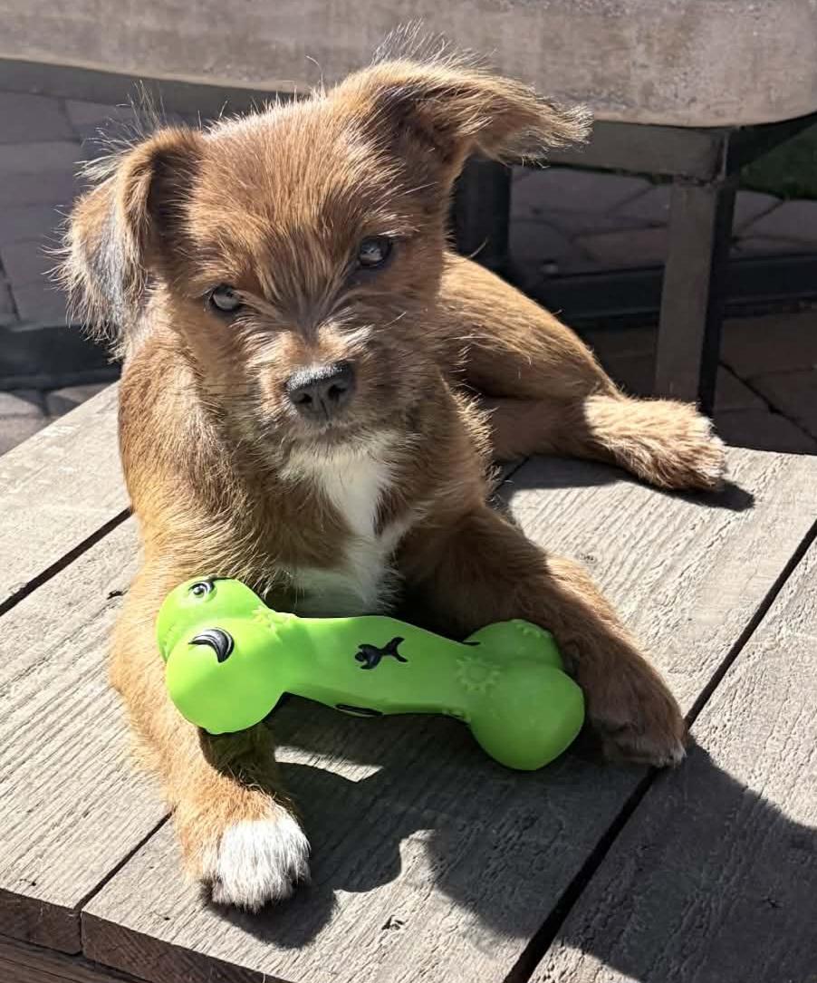 Enlarge King Arthur (Arfur), a ADOPTABLE mixed breed in Reseda, CA image 6/6