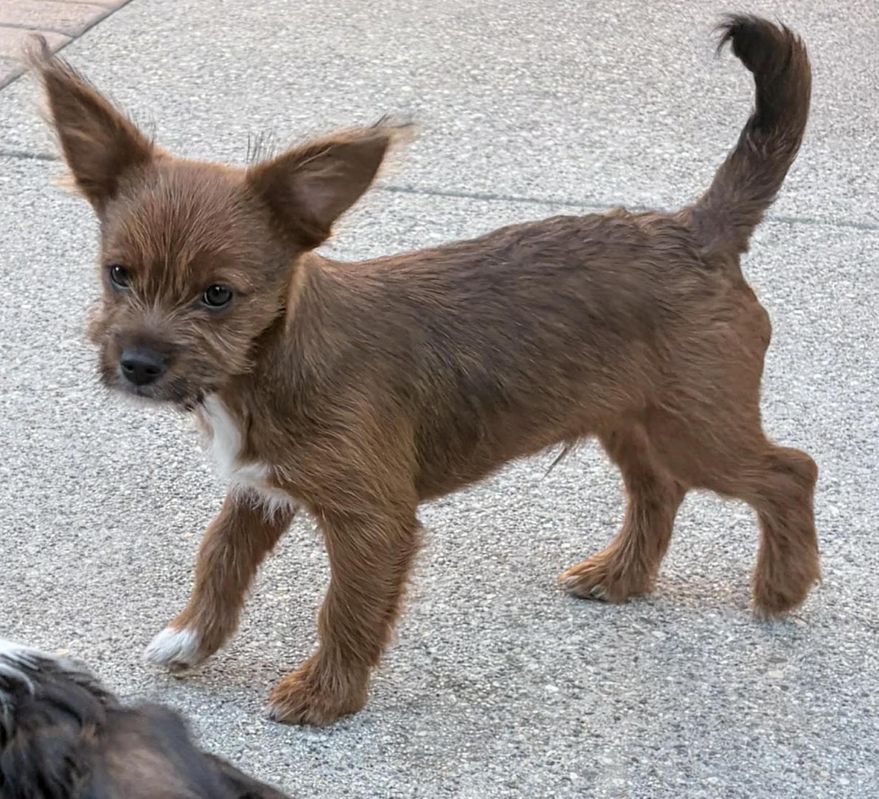 Enlarge King Arthur (Arfur), a ADOPTABLE mixed breed in Reseda, CA image 3/6