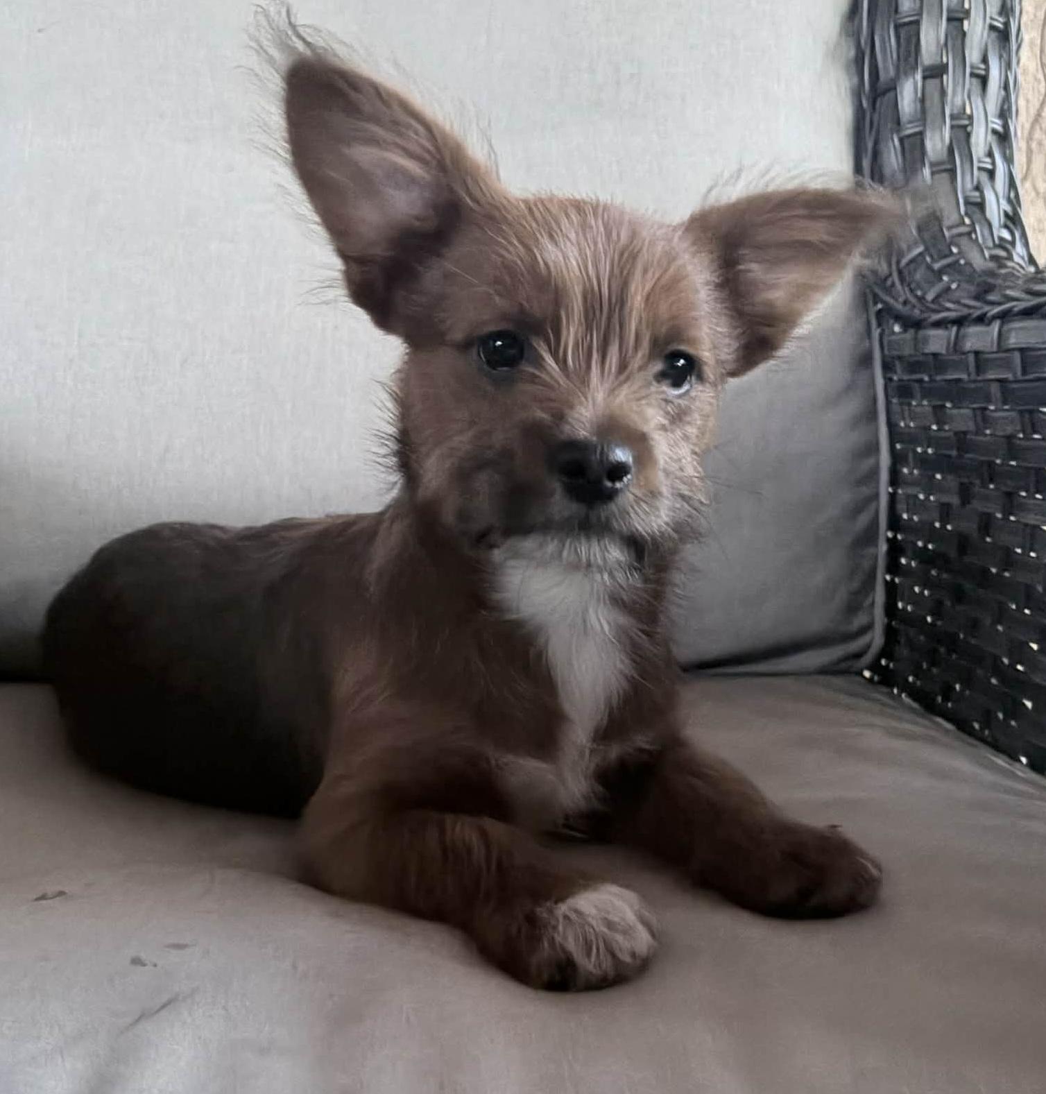 Enlarge King Arthur (Arfur), a ADOPTABLE mixed breed in Reseda, CA image 2/6