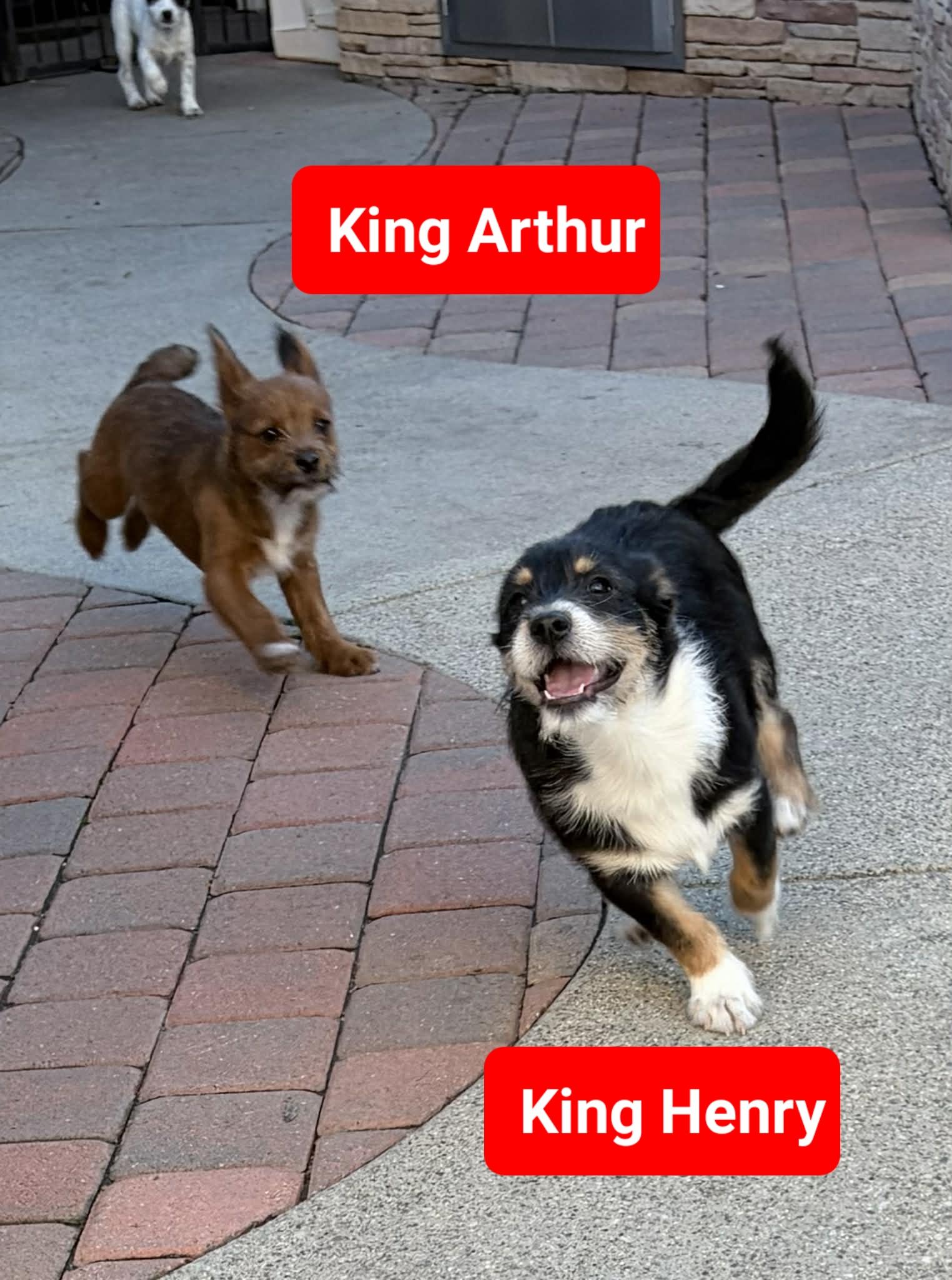 Enlarge King Arthur (Arfur), a ADOPTABLE mixed breed in Reseda, CA image 4/6