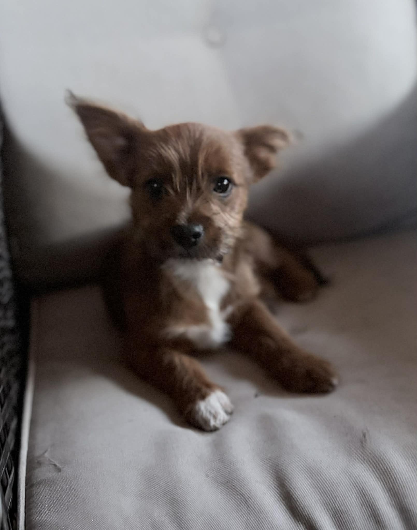 Enlarge King Arthur (Arfur), a ADOPTABLE mixed breed in Reseda, CA image 5/6