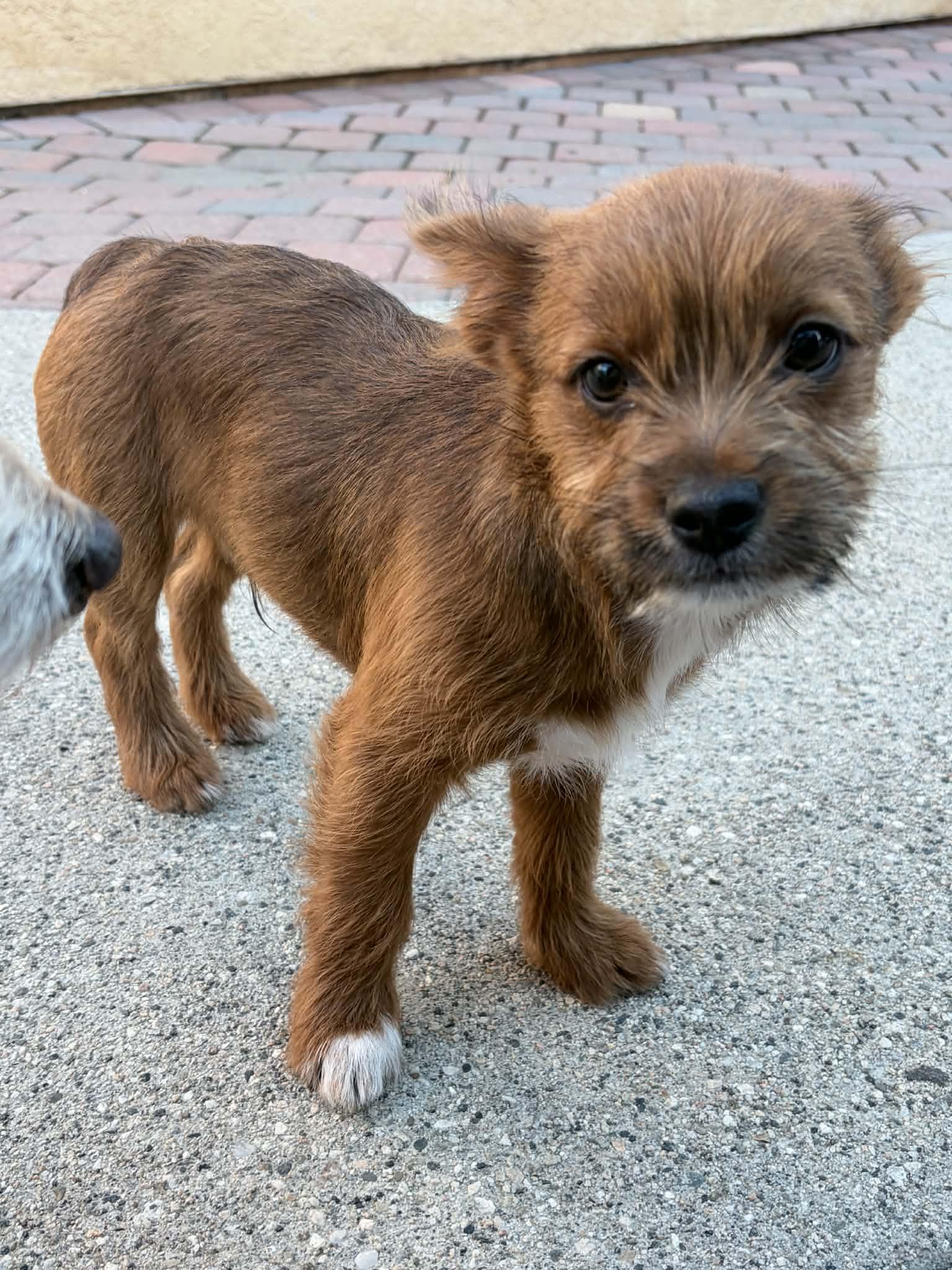 King Arthur (Arfur), ADOPTABLE, Puppy Male Terrier.