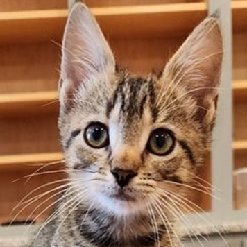 Suzy, an adopted Tabby in Lancaster, VA_image-1