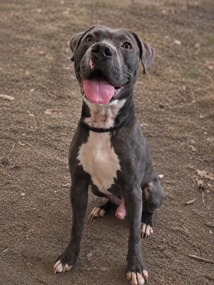 Enlarge Cheech, a Adoptable mixed breed in Gwinn, MI image 1/1