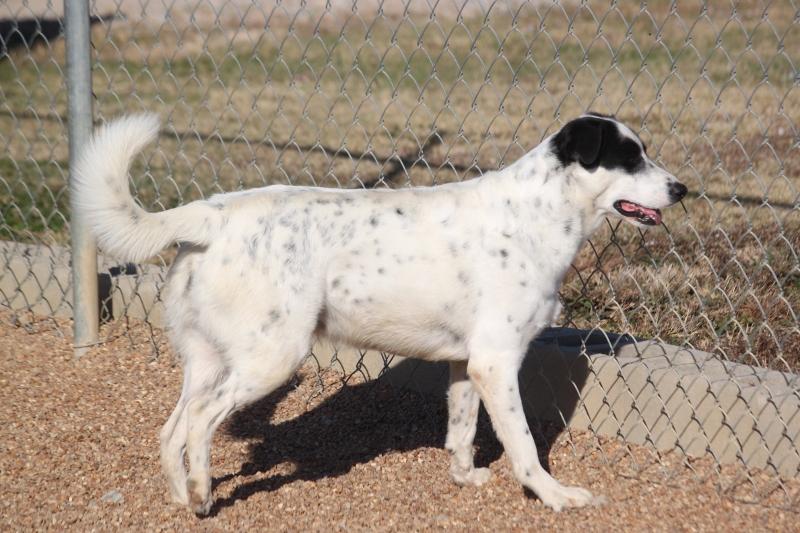 Enlarge Swiss Eakas, a Adoptable mixed breed in Wynne, AR image 3/6