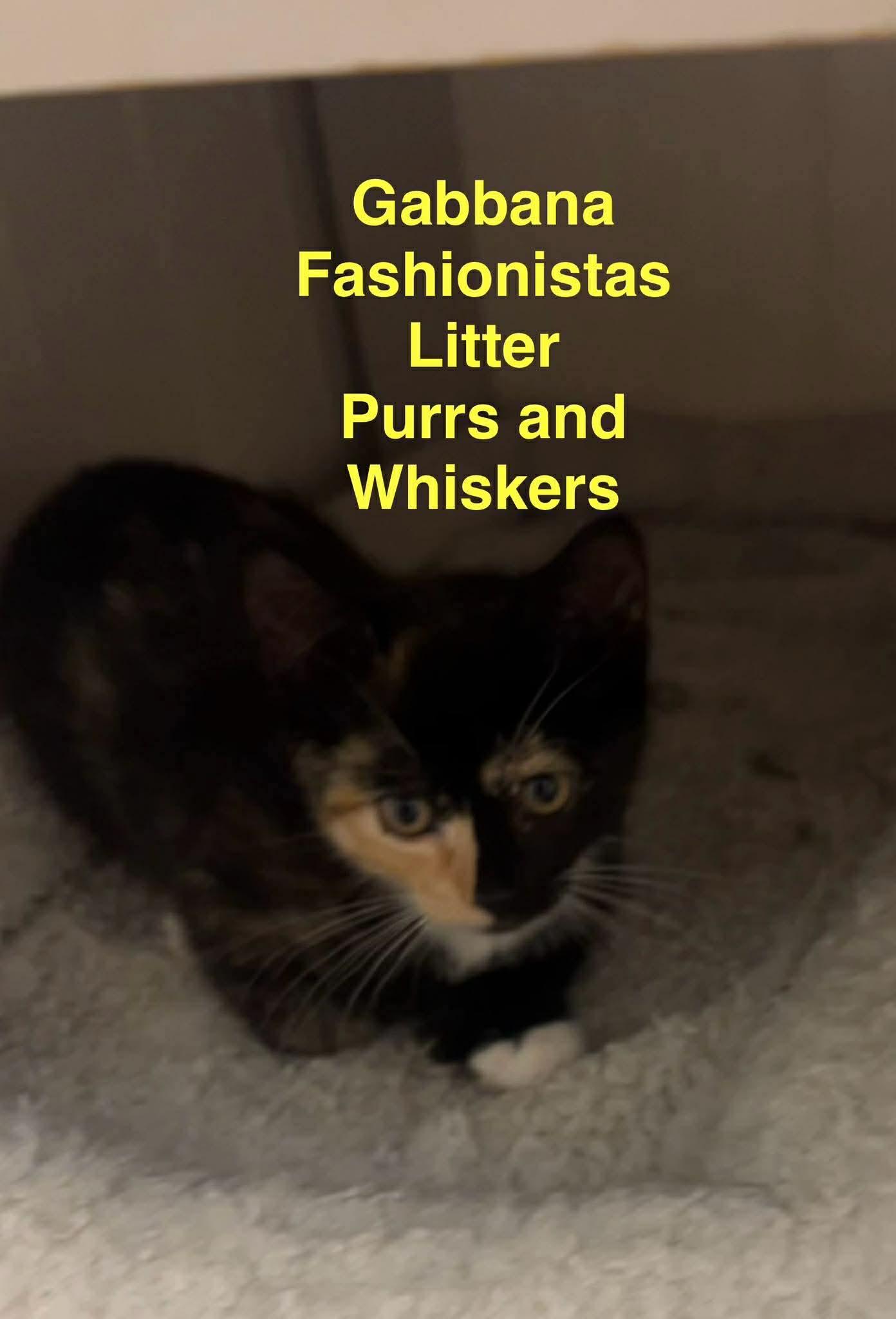 Gabbana, Adoptable, Kitten Female Domestic Short Hair.