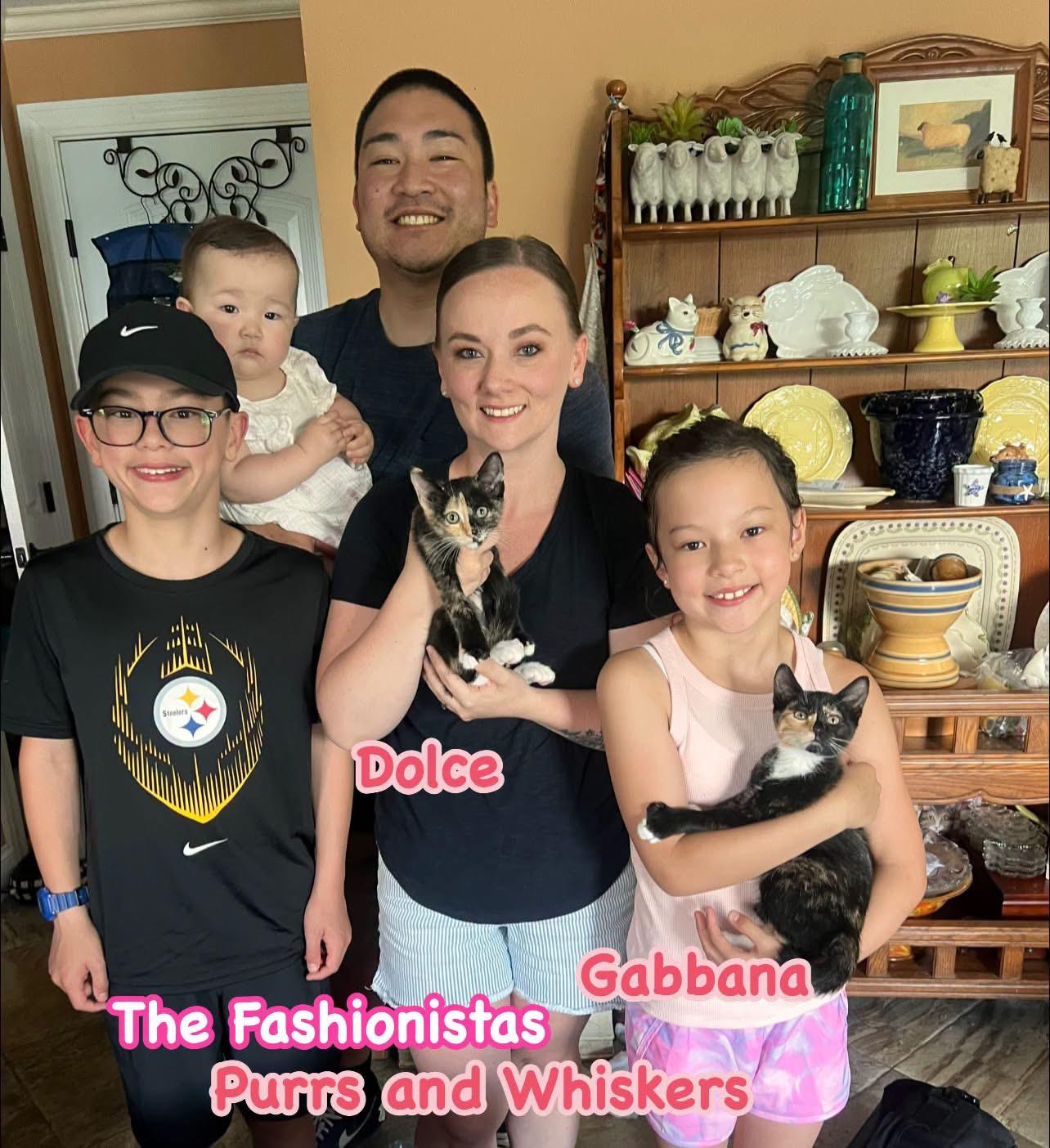 Gabbana, an adopted Domestic Short Hair in New Hartford, NY image 1/2