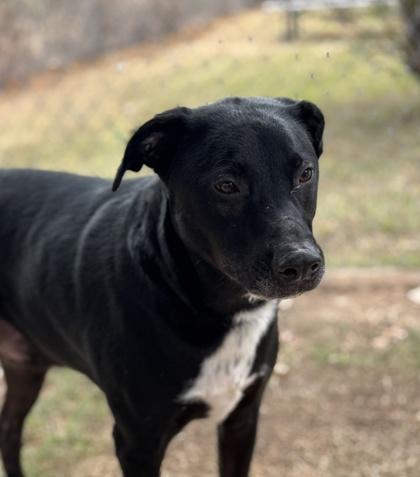 Enlarge Oreo, a Adoptable mixed breed in Houston, TX image 1/3