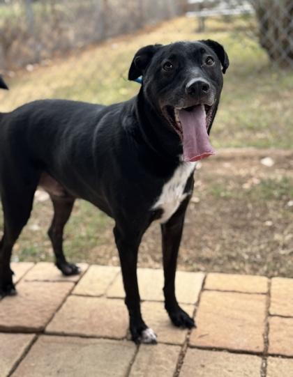 Enlarge Oreo, a Adoptable mixed breed in Houston, TX image 2/2