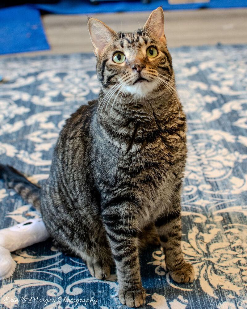 Enlarge Rocket, a Adoptable mixed breed in Clarksville, TN image 1/6