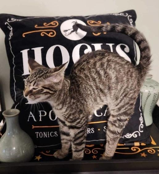 Enlarge Rocket, a Adoptable mixed breed in Clarksville, TN image 4/6