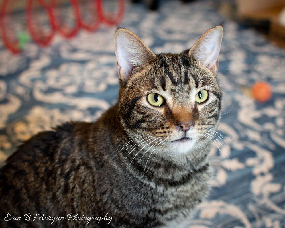 Enlarge Rocket, a Adoptable mixed breed in Clarksville, TN image 6/6