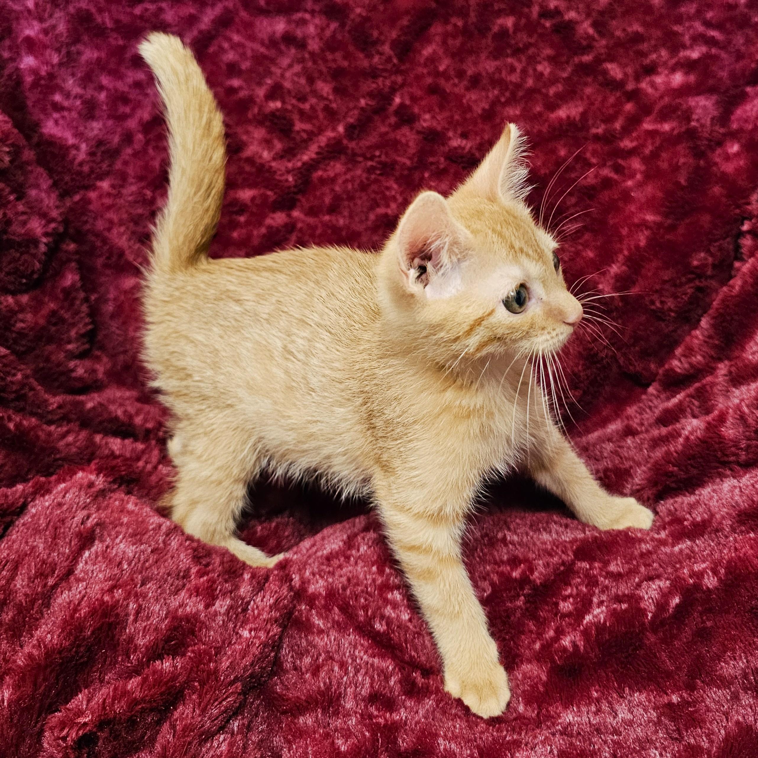 Enlarge Pumpkin, a Adoptable mixed breed in Searcy, AR image 4/4