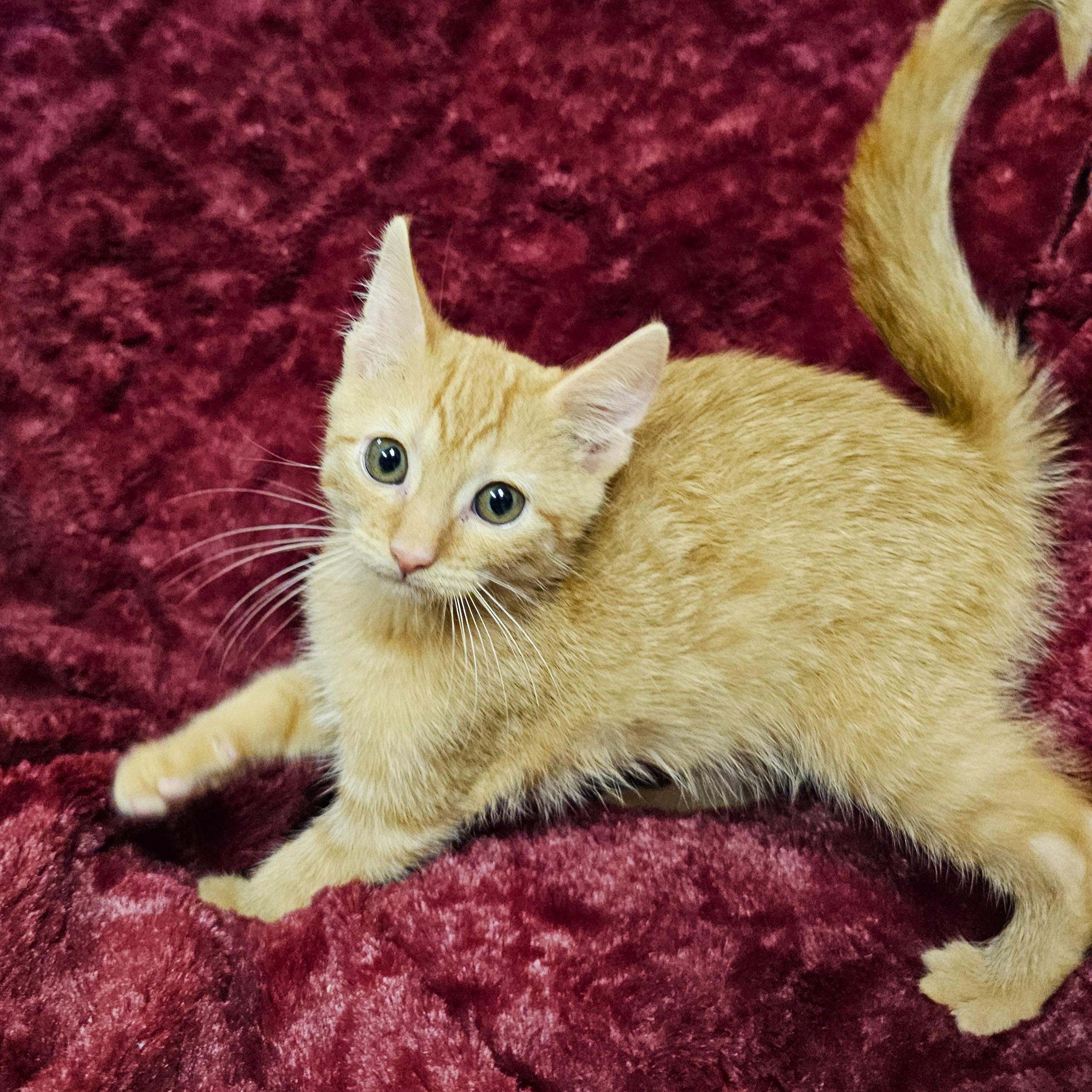Enlarge Pumpkin, a Adoptable mixed breed in Searcy, AR image 2/4