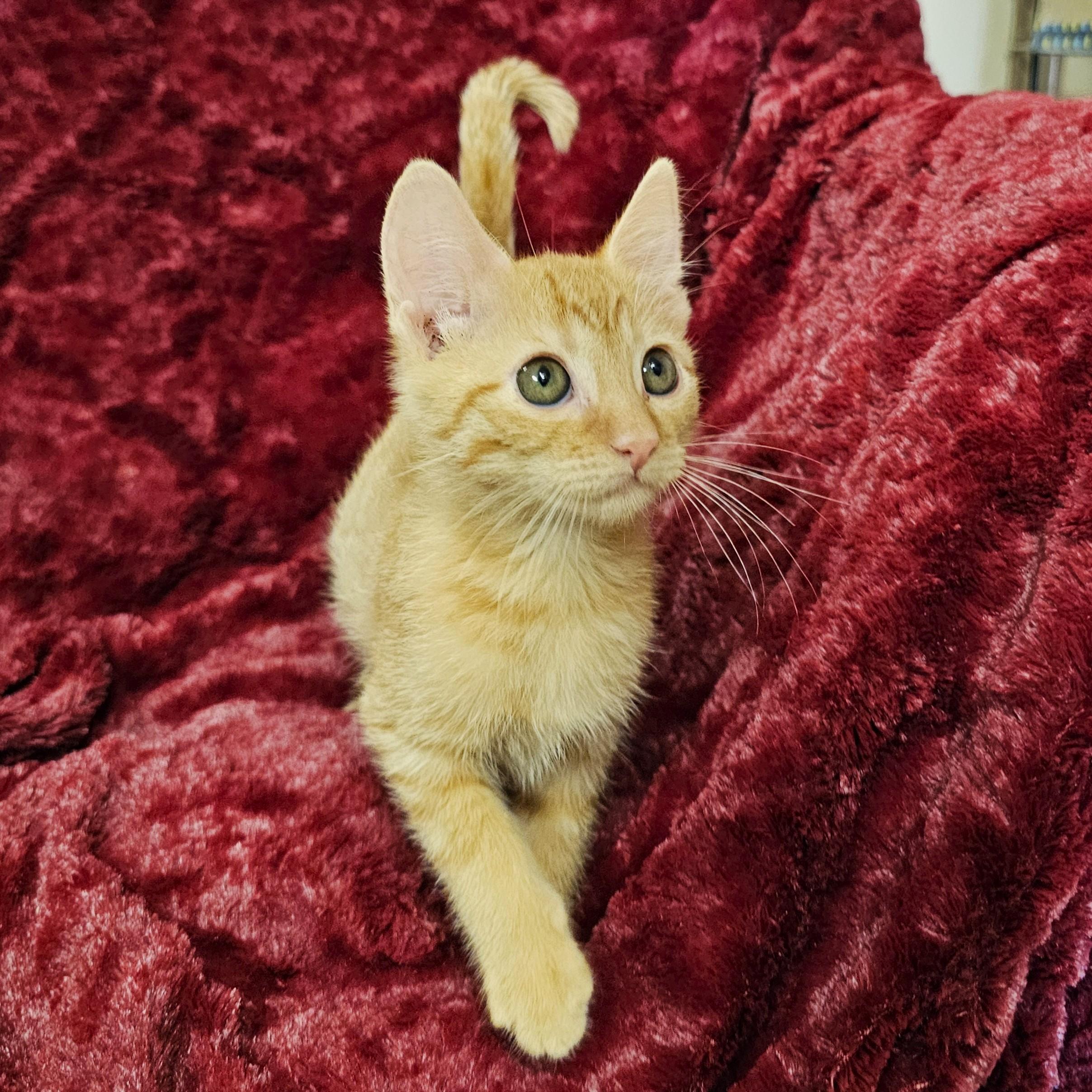 Pumpkin, Adoptable, Kitten Female Domestic Short Hair & Tabby.