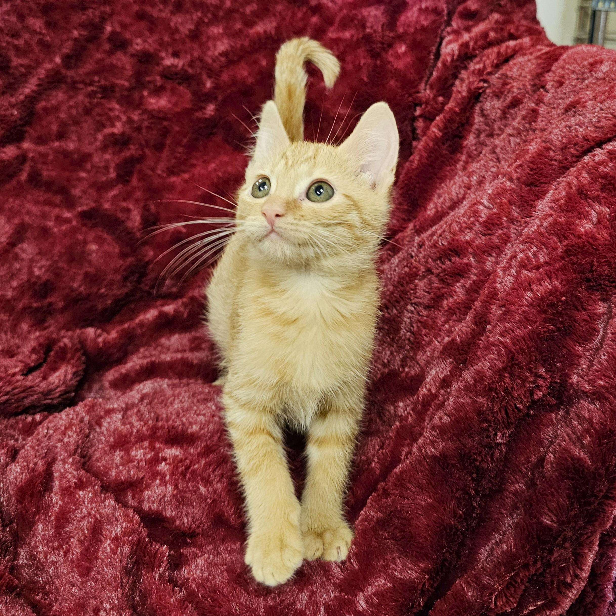 Enlarge Pumpkin, a Adoptable mixed breed in Searcy, AR image 3/4